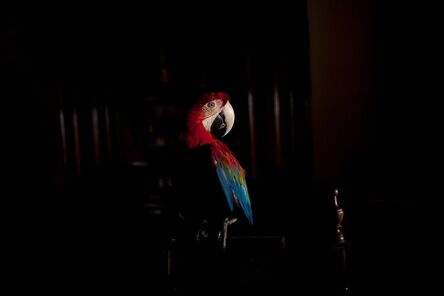 João Castilho, ‘Arara Vermelha II (da série Zoo) | Scarlet Macaw II (series Zoo)’, 2015