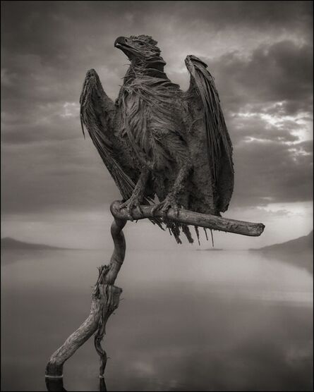 Nick Brandt, ‘Calcified Fish Eagle, Lake Natron, 2012’, 2012