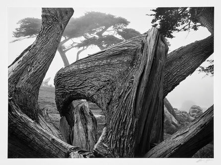 Ansel Adams, ‘Cypress and Fog, Pebble Beach, California’, 1967