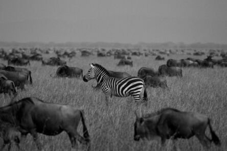 Araquém Alcântara, ‘Zebra, Tanzania, Africa (Black and White Photography)’, 2012