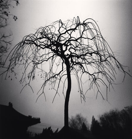 Michael Kenna, ‘Forbidden City Tree, Beijing, China’, 2007