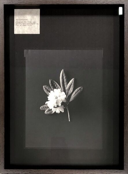 Nelli Palomäki, ‘Rhododendron’, 2019