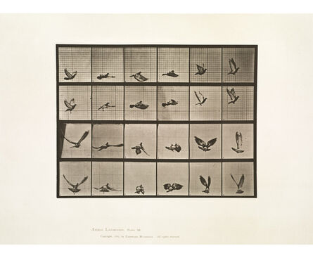 Eadweard Muybridge, ‘Animal Locomotion, Plate 757 (Pigeon Flying)’, 1887