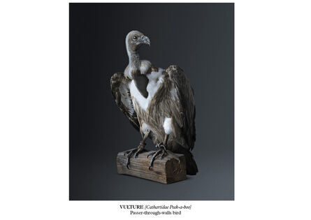Vincent Fournier, ‘Vulture [Cathartidae Peek-a- boo]’, 2015