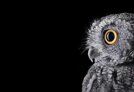 Brad Wilson, ‘Western Screech Owl #2, Espanola, NM’, 2011