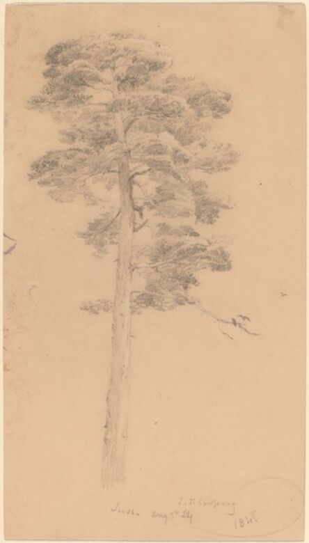 Jasper Francis Cropsey, ‘Pine Tree’, 1847