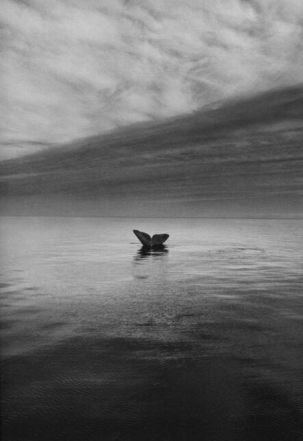 Sebastião Salgado, ‘Whale Tail, Valdes Peninsula, Argentina’, 2004