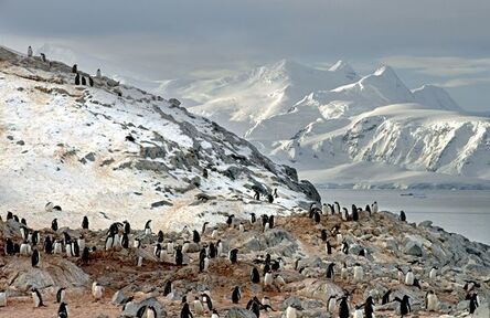 Arnold Zageris, ‘Gentoo Penguins and Arctowski Peninsula’, 2014