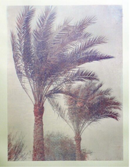 Wolfgang Plöger, ‘Palm Trees of Iraq #4’, 2014