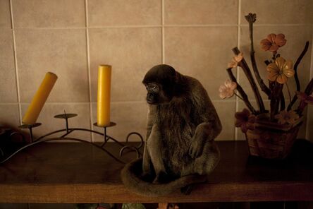 João Castilho, ‘Macaco (from the series Zoo) - [Monkey]’, 2014