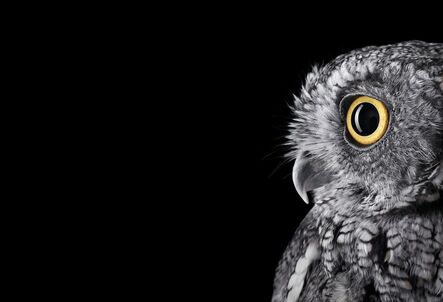 Brad Wilson, ‘Western  Screech Owl #2, Espanola, NM’, 2011
