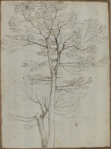 Baccio della Porta, called Fra Bartolommeo, ‘Bare Tree [verso]’