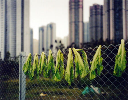 Michael Wolf (1954-2019), ‘Drying Salad Leaves, Hong Kong’, 2004