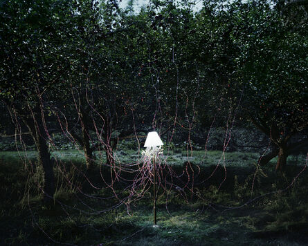 Caleb Charland, ‘Apple Trees and LED's’, 2011