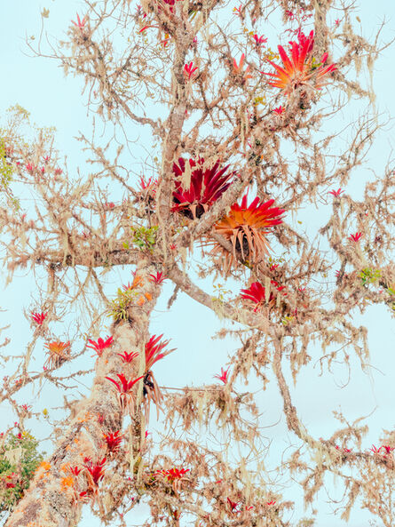Christopher Rodriguez, ‘Amazonas Tree, Cactus, Moss, Peru’, 2019
