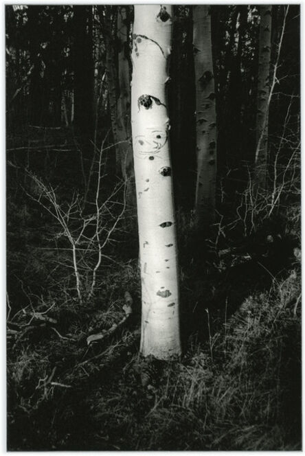 Sean McFarland, ‘Untitled (4.5 billions years a lifetime, tree aura)’, 2019