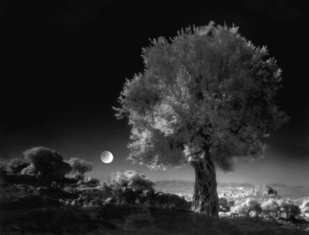 Neil Folberg, ‘Olive Tree’, 1997