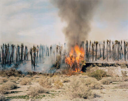 Richard Misrach, ‘Desert Fire #1 (Burning Palms)’, 1983