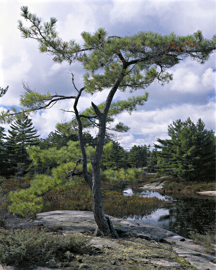 Roberta Bondar, ‘Eastern White Pine (Pinus Strobus) Overlooking Fairy Lake Georgian Bay Islands National Park Ontario’, Photographed: 1999 and Printed: 2011