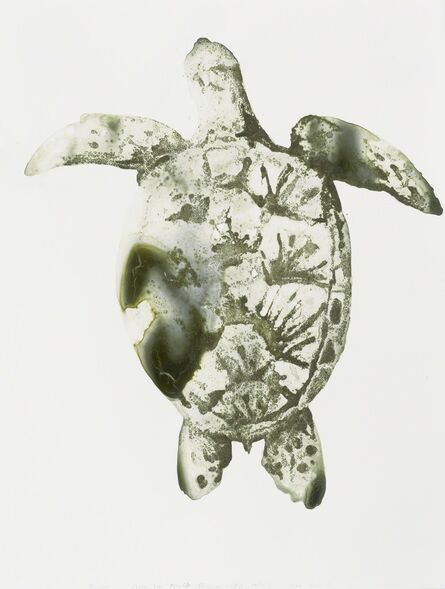 Alexis Rockman, ‘Green Sea Turtle (Chelonia mydas)’, 2014