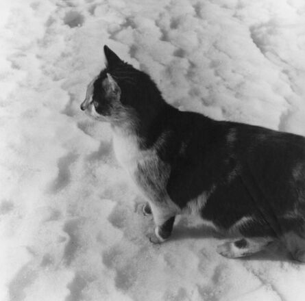 Peter Hujar, ‘Cat in Snow, Germantown’, 1982