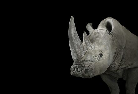 Brad Wilson, ‘White Rhinoceros #1, Albuquerque, NM’, 2013