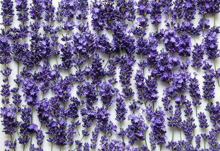 Alana Bartol, ‘Enfleurage: Lavender’, 2016