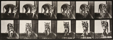 Eadweard Muybridge, ‘Animal Locomotion: Plate 730 (Tiger Walking)’, 1887
