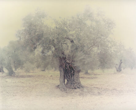 Ori Gersht, ‘Olive 2’, 2003