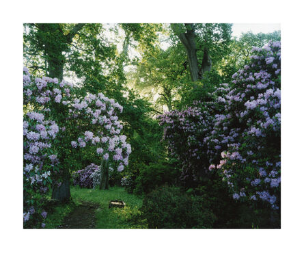 Harry Cory Wright, ‘1476. Rhododendron. Morning’, 2015