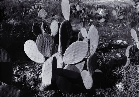 Hannah Collins, ‘A Future Life (Cactus)’, 2006