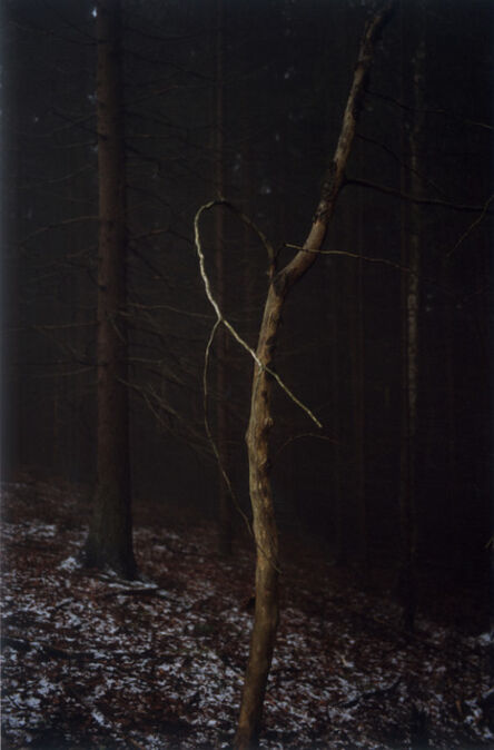 Jitka Hanzlová, ‘#4 Untitled (Dead Tree Dancing) from FOREST 2000-2005’, 2005