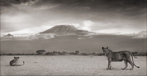 Lioness with Kilimanjaro, Amboseli