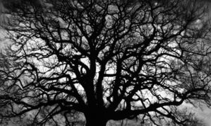 Untitled (Tree)
