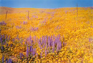 Yellow Flowers, Hillside, California