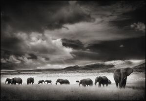 Elephant Herd, Serengeti, 2001