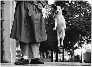 Paris (dog jumping)