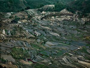 Rice Terraces #5, Western Yunnan Province, China