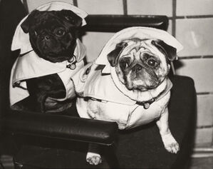 Dogs in Raincoats