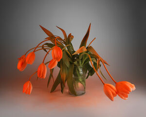 Orange Alert (Fluorescent Orange on White Tulips)
