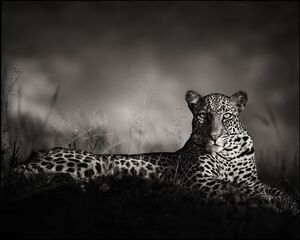 Leopard Staring, Masai Mara 2010