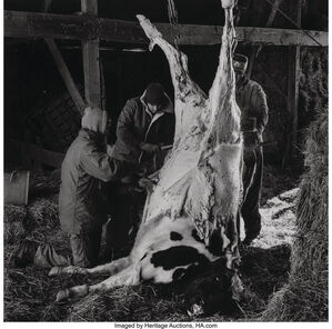 Untitled (Slaughtered Cow)