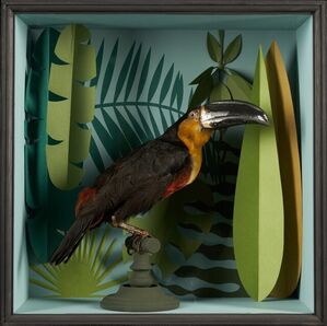 Vintage Toucans Taxidermy Selection in Designer Display Cases.