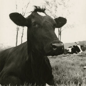 Face of a Cow Lying Down, Hyrkin Farm