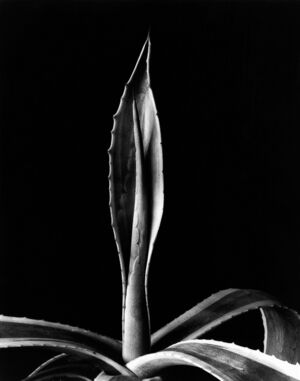 Agave, 1920s