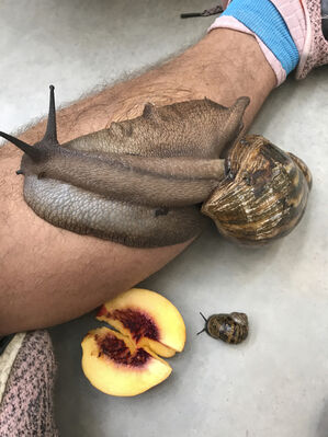 Leg, snails and peaches