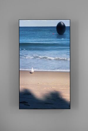 South Beach Seagull