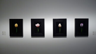 In Bloom, installation view
