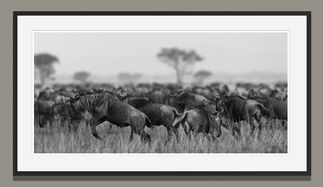 Africa by Araquém Alcântara | Wildlife Photography, installation view