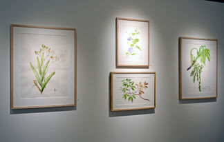 Contemporary Works by The New York Botanical Garden’s Botanical Art & Illustration Program, installation view
